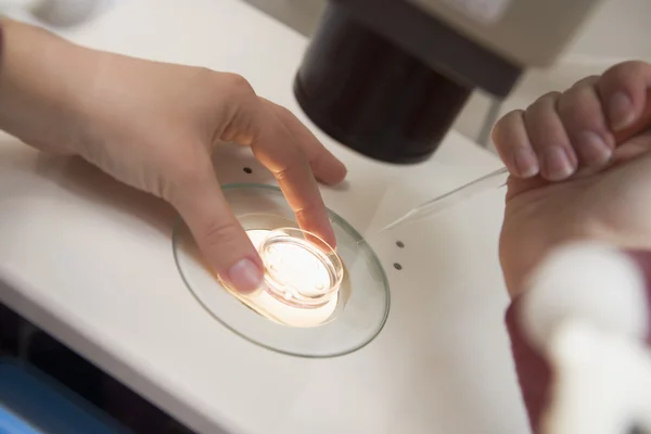 Embriólogo agregando esperma al óvulo —  Fotos de Stock