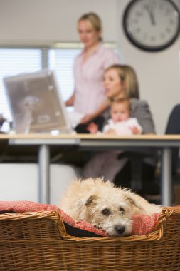 Dog lying in home office with two women and a baby in background clipart