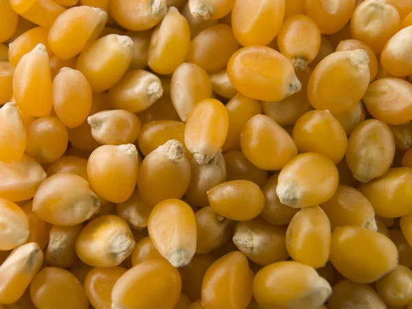 トウモロコシ トウモロコシの穀粒を飛び出る — ストック写真