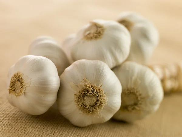 Bulbs of Garlic — Stock Photo, Image
