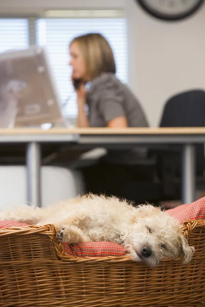 Dog sleeping in home office with woman in background — Stock Photo, Image