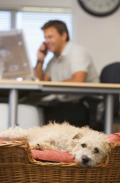 Собака Лежит Домашнем Офисе Мужчиной Заднем Плане — стоковое фото