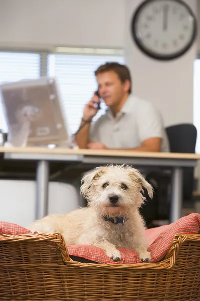 Собака лежит в домашнем офисе с мужчиной на заднем плане — стоковое фото