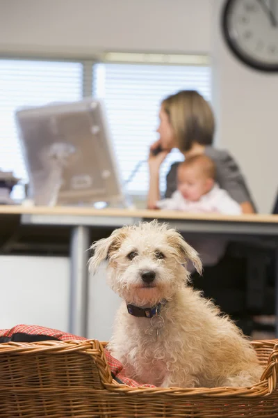 Hond Zit Kantoor Aan Huis Met Vrouw Bedrijf Baby Achtergrond — Stockfoto