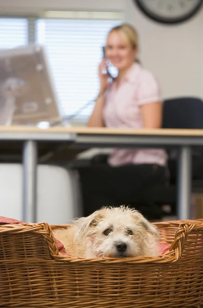 Собака Лежит Домашнем Офисе Женщиной Заднем Плане — стоковое фото