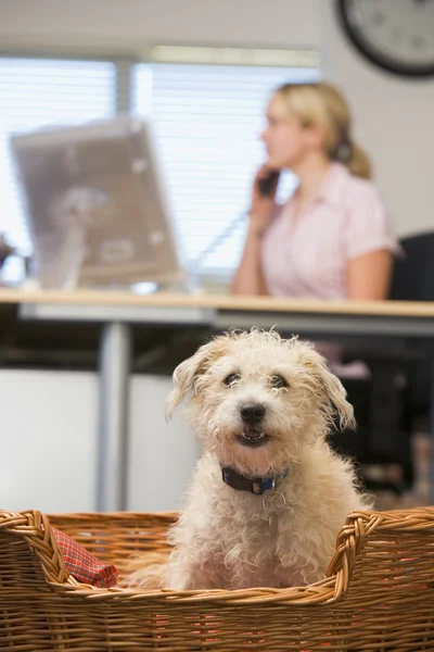 Dog lying in home office with woman in background — Stock Photo, Image