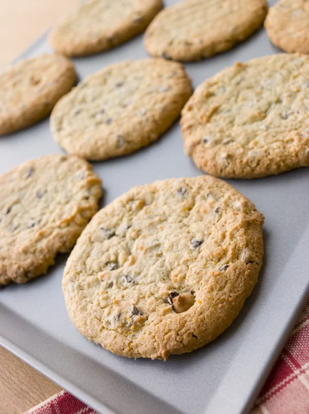Tray of Chocolate Chip and Hazelnut Cookies — Stock Photo, Image