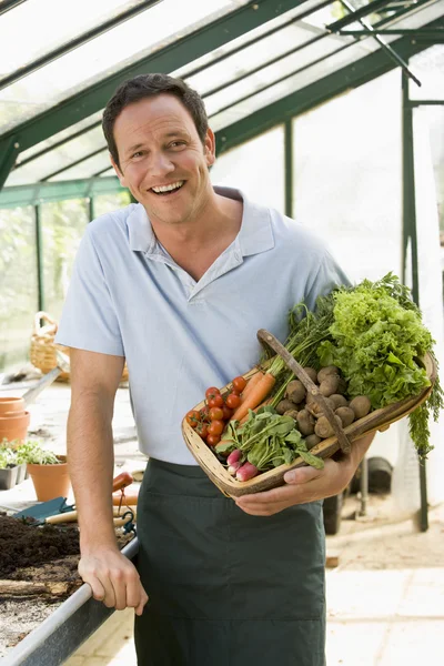 Homem Estufa Segurando Cesta Legumes Sorrindo — Fotografia de Stock