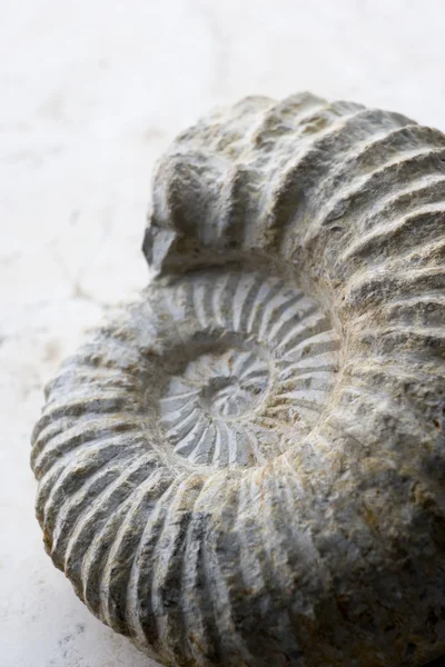 Närbild på spiral formade seashell — Stockfoto