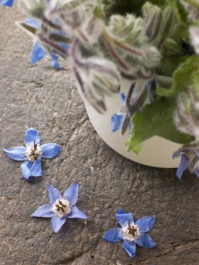 Borage, Herb clipart