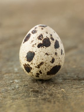 Quails Egg clipart