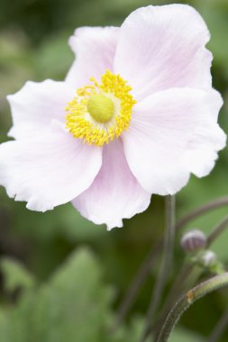 Close-Up Of Japanese Anemone clipart