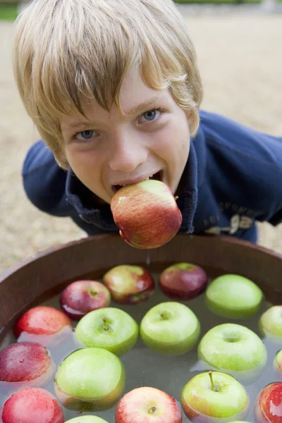 Мальчик рыщет в поисках яблок — стоковое фото