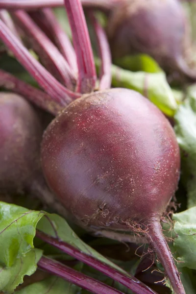 Bunch Of Beetroot — Stock Photo, Image