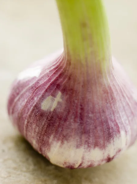 Bulb Fresh Garlic — Stock Photo, Image