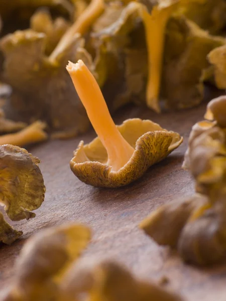 Funghi freschi di Girolle — Foto Stock
