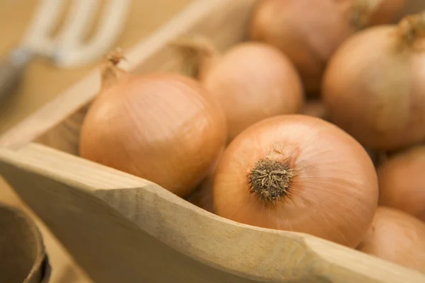 Onions In Wooden Trug — Stock Photo, Image
