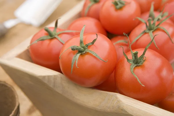 Tomates Vermelhos Uma Trava Madeira — Fotografia de Stock