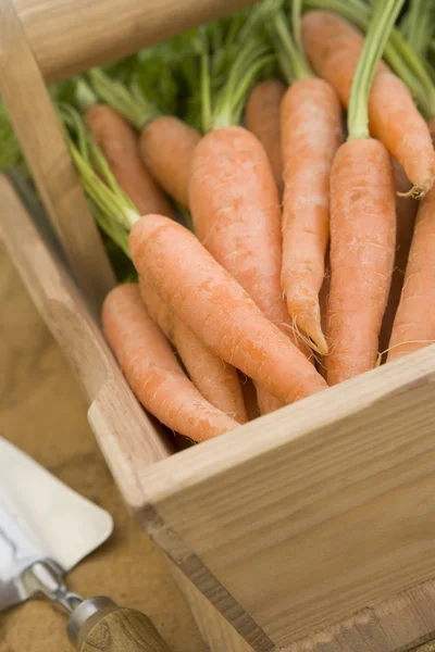 Carrots In A Wooden Trug — Stock Photo, Image