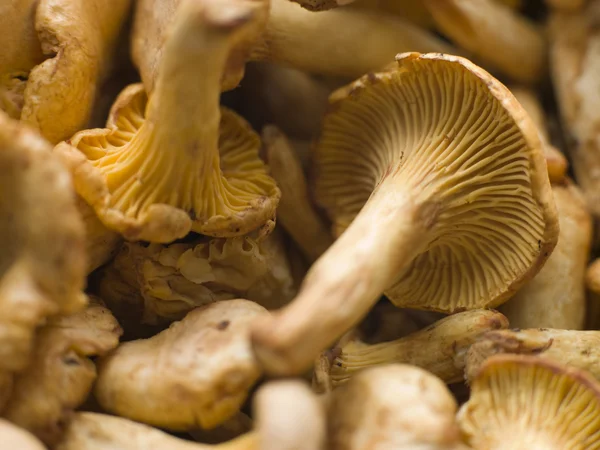 Fresh Girolle Mushrooms — Stock Photo, Image