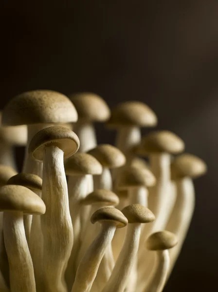 布纳下地 棕色山毛榉蘑菇 — 图库照片