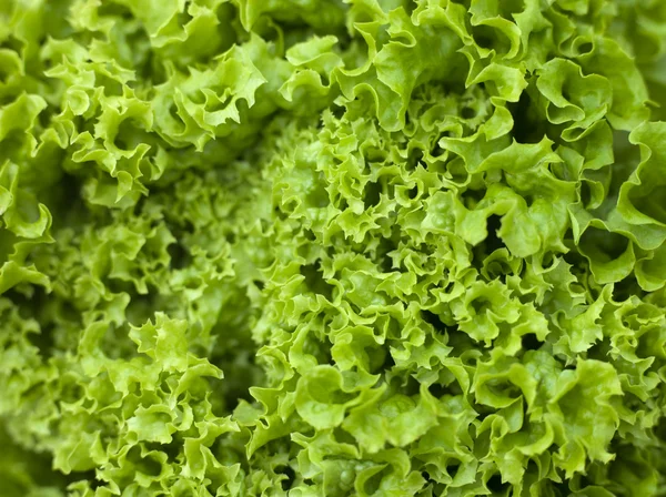 Batavia saláta — Stock Fotó