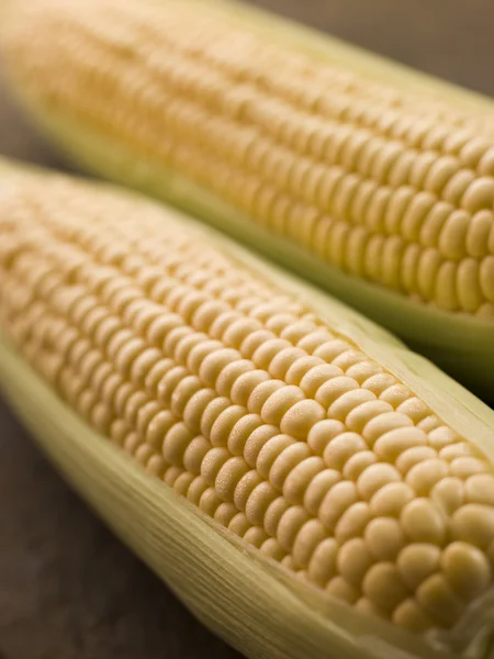 Cobs Corn — Stock Photo, Image