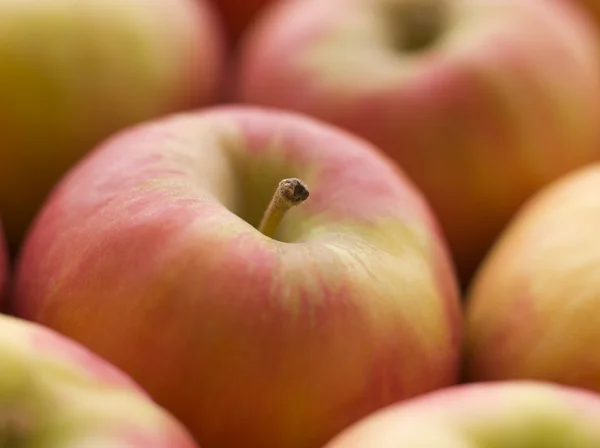 Рожевий Леді Яблука — стокове фото
