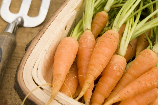 Морква в дерев'яній ручці — стокове фото