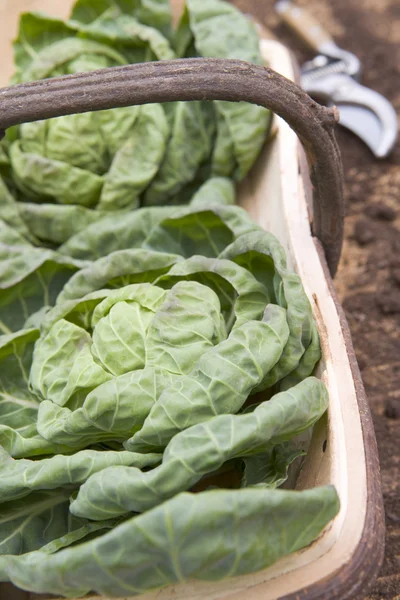 Cabbages Wooden Trug — Stock Photo, Image