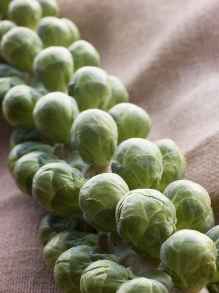 Fresh Sprouts On Stalk — Stock Photo, Image