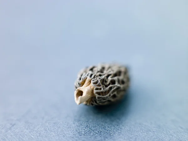 Cogumelos Morel Único — Fotografia de Stock