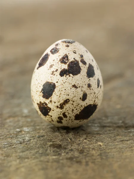 Bıldırcınlar yumurta — Stok fotoğraf