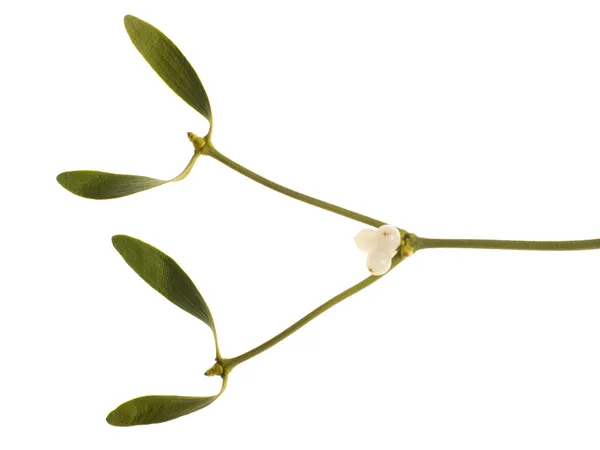 stock image Sprig of mistletoe against white background