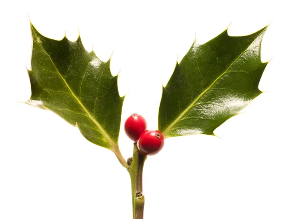 Holly leaves and berries — Stock Photo, Image