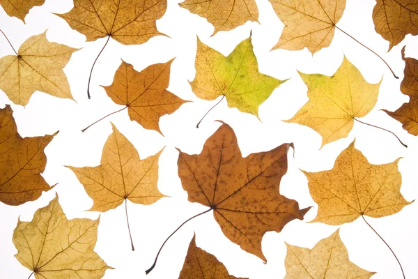 Падшие Осенние Листья — стоковое фото