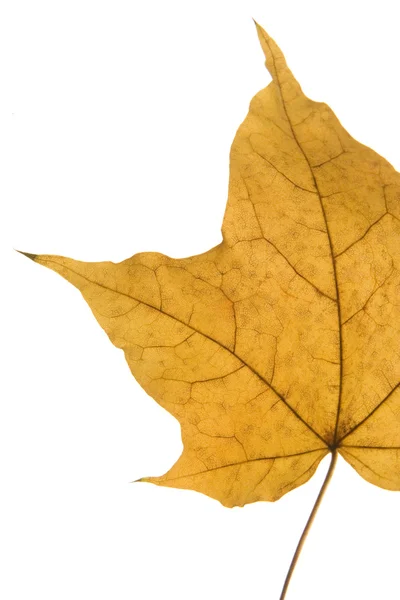Деталь сухого листя — стокове фото