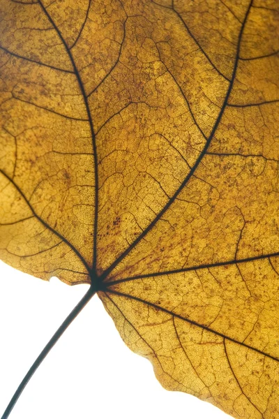 마른 잎의 세부 사항 — 스톡 사진