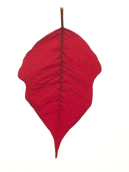 Feuille rouge — Photo