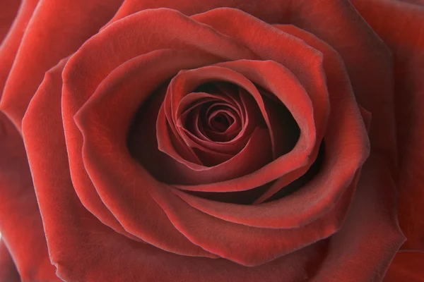 Detail Red Rose — Stock Photo, Image