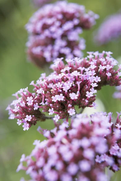 stock image Close-Up Of Viburnum Plant