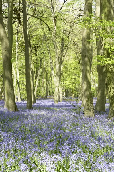 Bluebells Growing In Woodland — Stock Photo, Image