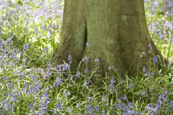Bluebells Growing Woodland — Stock Photo, Image