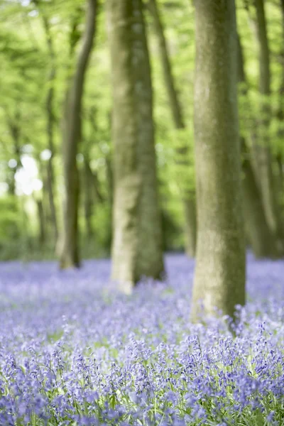 Bluebells Crescendo Woodland — Fotografia de Stock