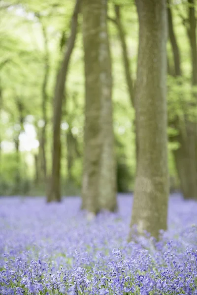 Bluebells groeien in bos — Stockfoto