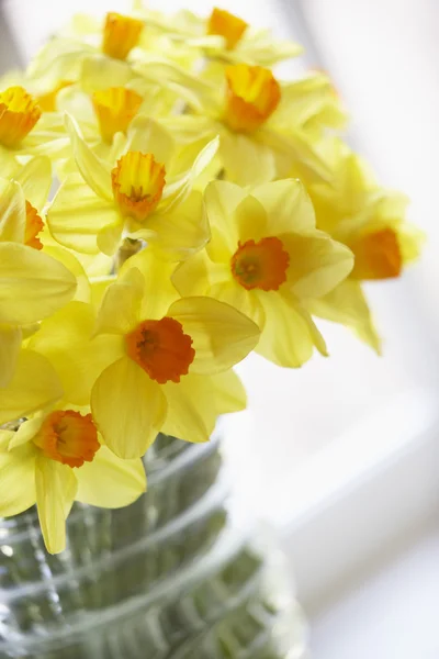 Bouquet Of Daffodils — Stock Photo, Image