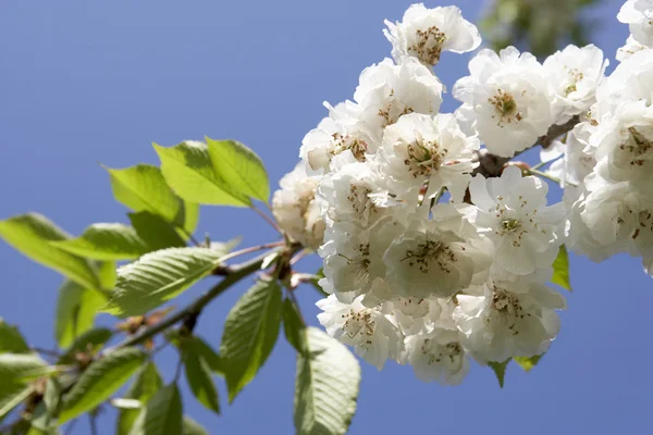 Apple blossom på trädgren — Stockfoto
