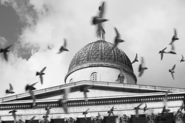 Uccelli che volano di fronte alla National Gallery, Londra, Inghilterra — Foto Stock
