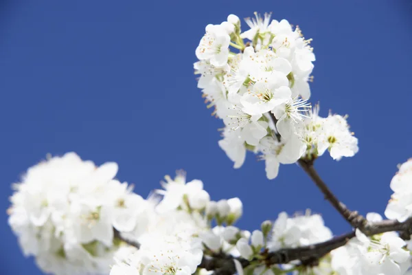 Apple Blossom Against Blue Sky — Stock Photo, Image