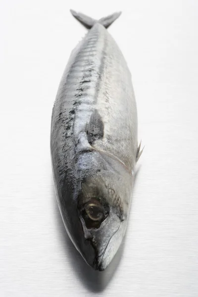 Fresh Fish On Bench — Stock Photo, Image